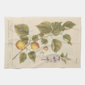 Aprikose von Elizabeth Blackwell Geschirrtuch (Horizontal)