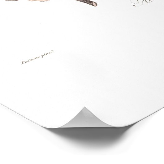 Aprikose, weißer Aprikose Poster (Ecke)