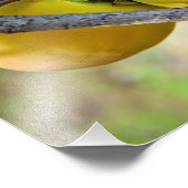 Aprikosen Fotodruck (Ecke)