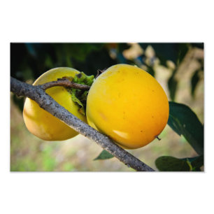 Aprikosen Fotodruck