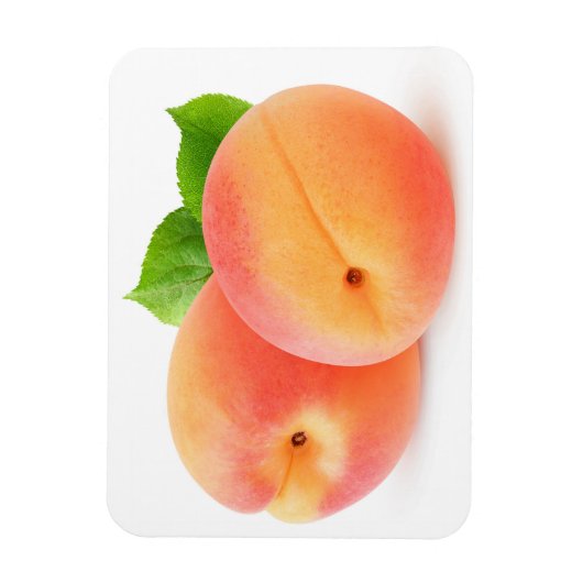 Aprikosen, frisch magnet (Vertikal)