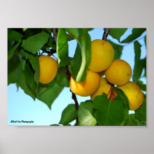 Aprikosen in Blauem Himmel Poster
