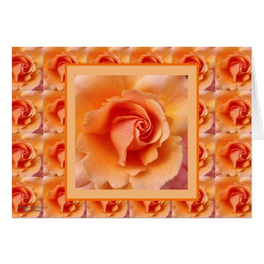 Aprikosen-Pfirsich-Rosen-Blumen-nahes hohes Foto (Vorderseite (Horizontal))