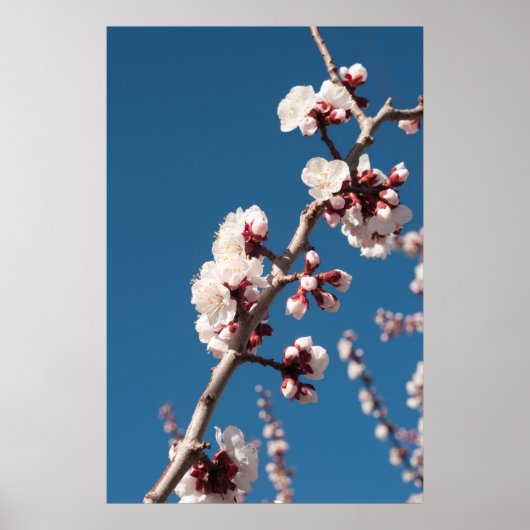 Aprikosenblüten Poster (Vorne)