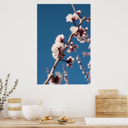 Aprikosenblüten Poster (Küche)