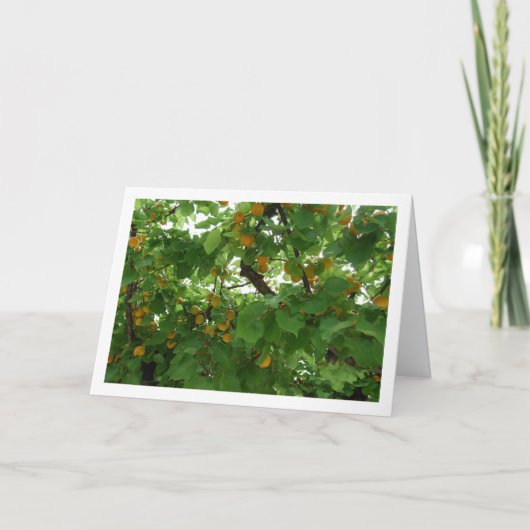 Aprikosenobst auf Baum Nah Karte (Vorderseite)