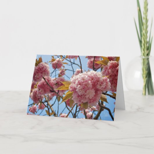 April Blüten [Grußkarte] Karte (Vorderseite)