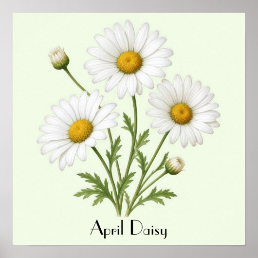 April Daisy Flowers Poster (Vorne)