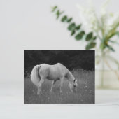 April der Araber Postkarte (Stehend Vorderseite)