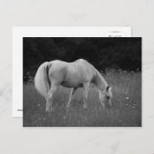 April der Araber Postkarte (Vorne/Hinten)