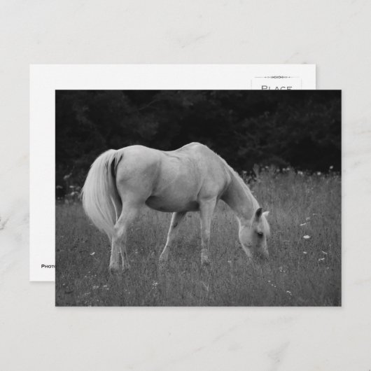 April der Araber Postkarte (Vorne/Hinten)