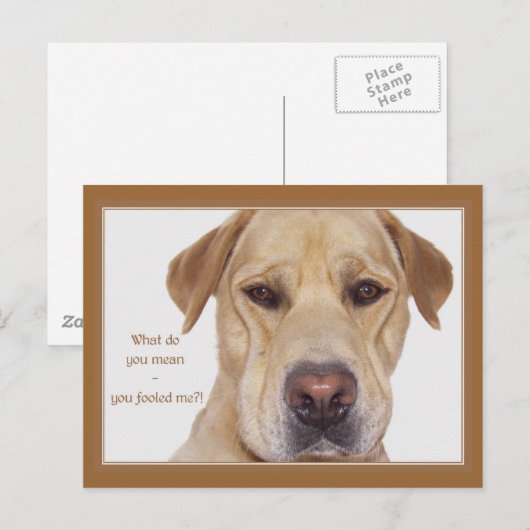 April lustiger Labrador Postkarte (Vorne/Hinten)