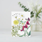 April Monat Blume Süße Erbsen und Daisy Postkarte (Stehend Vorderseite)