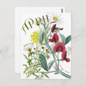 April Monat Blume Sweet Pea Daisy Extravagant Postkarte (Vorne/Hinten)