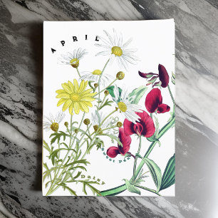 April Monat Blumen Süße Erbse und Gänseblümchen Postkarte
