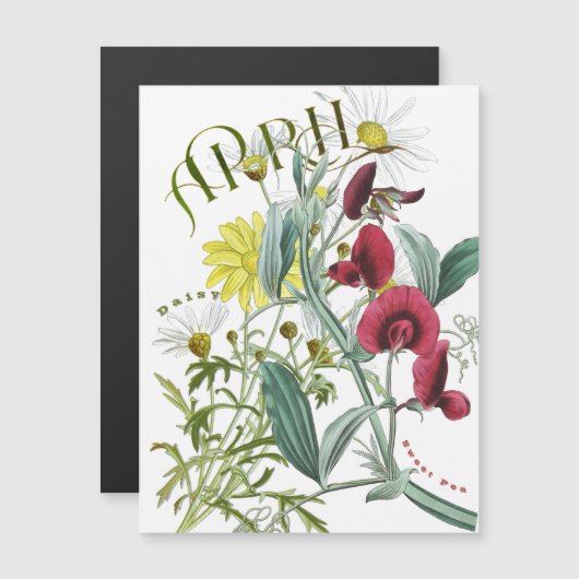 April Month Flowers Sweet Pea Daisy Fancy Magnetkarte (Vorne/Hinten)