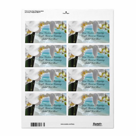 Aqua Beach Orchid (Vorne)