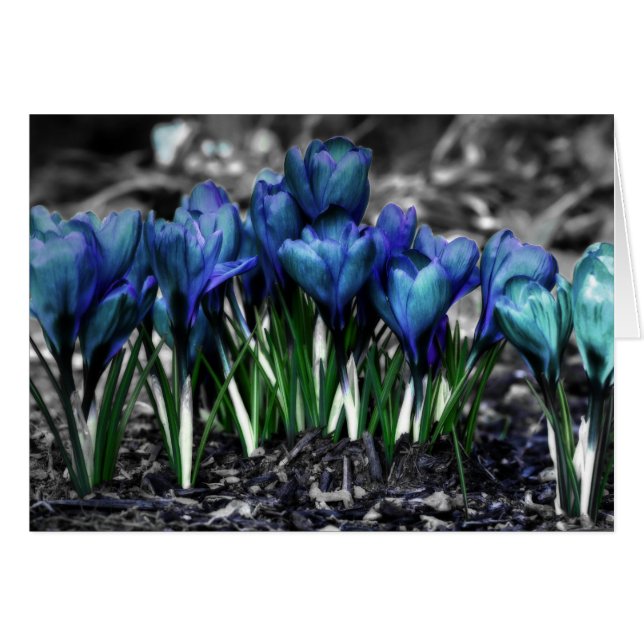 Aqua Blue Crocus Blooms (Vorderseite (Horizontal))