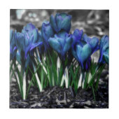 Aqua Blue Crocus Blooms Fliese (Vorderseite)