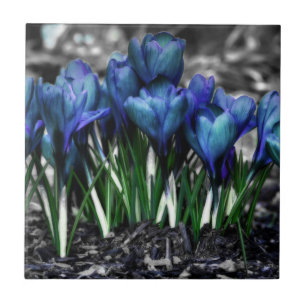 Aqua Blue Crocus Blooms Fliese