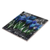 Aqua Blue Crocus Blooms Fliese (Seite)