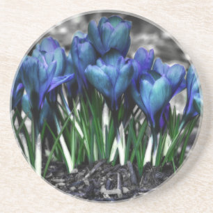 Aqua Blue Crocus Blooms Getränkeuntersetzer