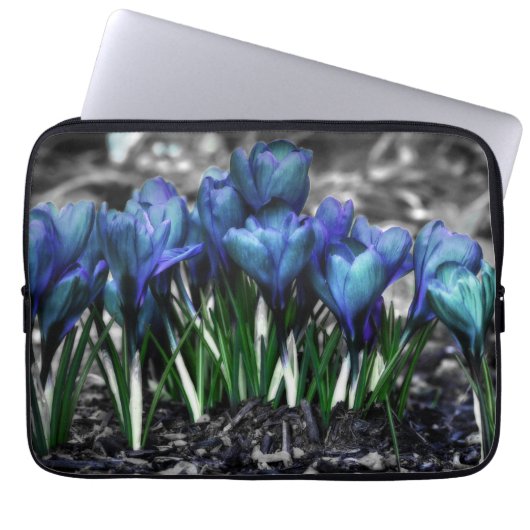 Aqua Blue Crocus Blooms Laptopschutzhülle (Vorderseite)