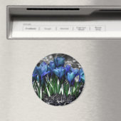 Aqua Blue Crocus Blooms Magnet (In Situ (Geschirrspüler))