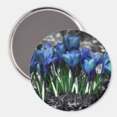 Aqua Blue Crocus Blooms Magnet (Vorderseite/Rückseite)