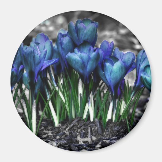 Aqua Blue Crocus Blooms Magnet (Vorne)