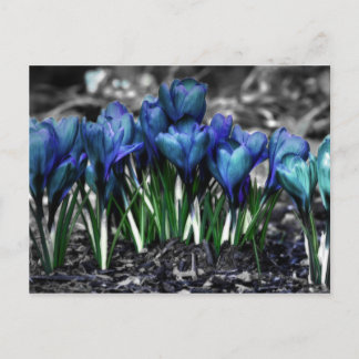 Aqua Blue Crocus Blooms Postkarte
