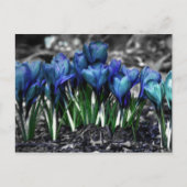Aqua Blue Crocus Blooms Postkarte (Vorderseite)