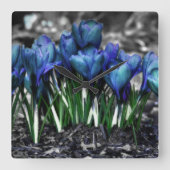 Aqua Blue Crocus Blooms Quadratische Wanduhr (Vorderseite)