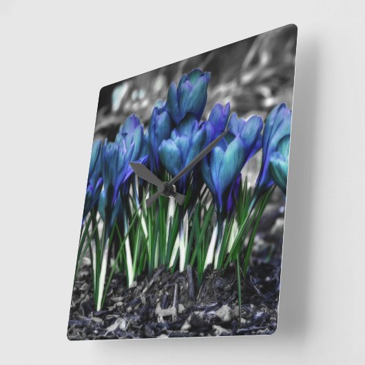Aqua Blue Crocus Blooms Quadratische Wanduhr (Winkel)