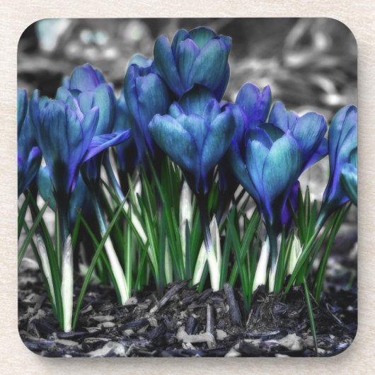 Aqua Blue Crocus Blooms Untersetzer (Vorderseite)