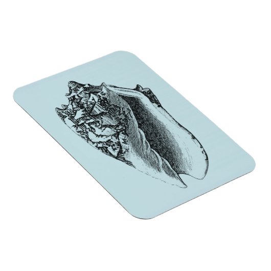 Aqua Conch Muschel Magnet (Rechte Seite)
