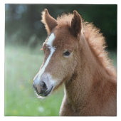 Aqua_Horse_20180101 Fliese (Vorderseite)