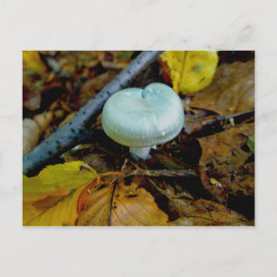 Aqua Mushroom Postcard Postkarte