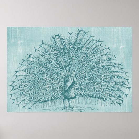 Aqua Peacock Poster (Vorne)