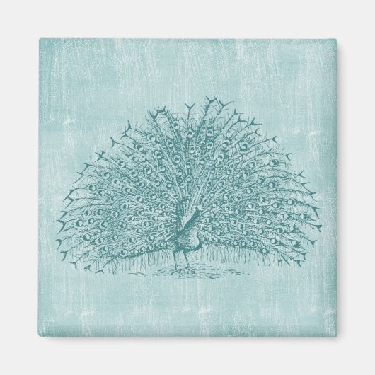 Aqua Pfau Magnet (Vorne)