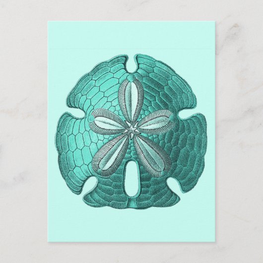 Aqua Sand Dollar Postkarte (Vorderseite)