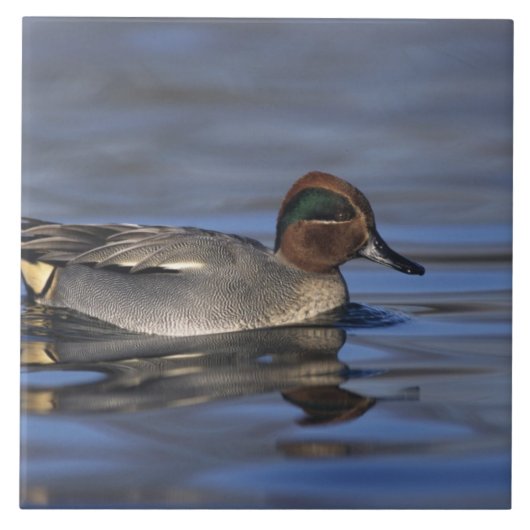 Aquamarin, Anus crecca, männlich, Unterlunkhofen, Fliese (Vorderseite)