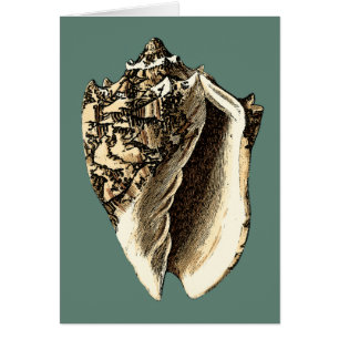 Aquamarin Conch-Muschel