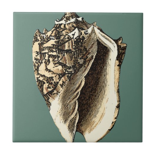 Aquamarin Conch-Muschel Fliese (Vorderseite)