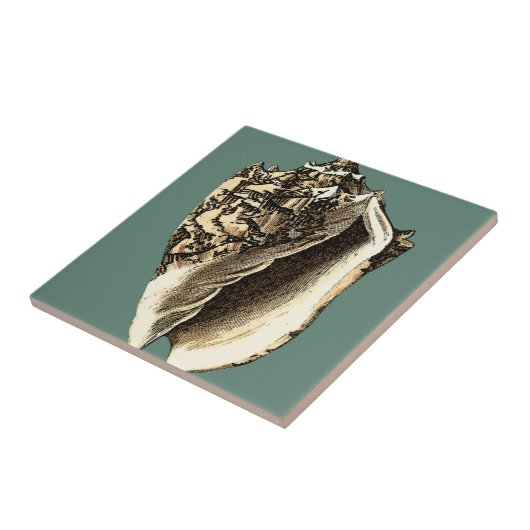 Aquamarin Conch-Muschel Fliese (Seite)