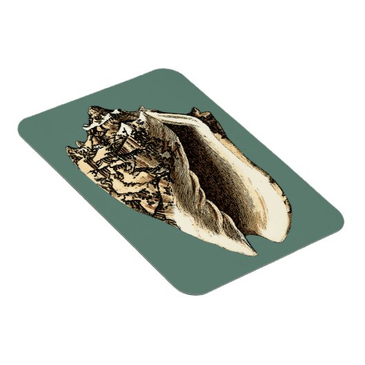 Aquamarin Conch-Muschel Magnet (Rechte Seite)