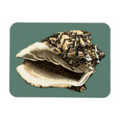 Aquamarin Conch-Muschel Magnet (Horizontal)