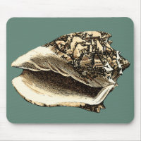Aquamarin Conch-Muschel