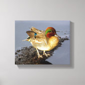 Aquamarin Duck Wrapped Canvas Art Leinwanddruck (Vorderseite)