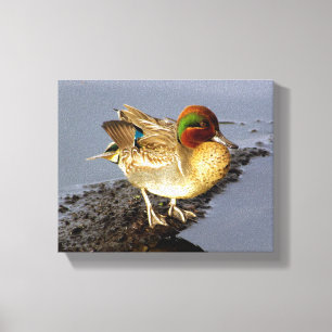 Aquamarin Duck Wrapped Canvas Art Leinwanddruck